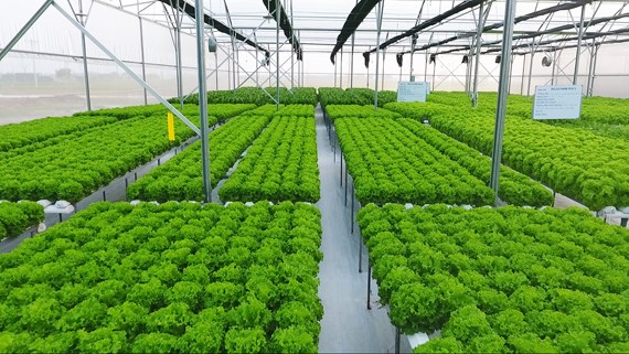 Quảng Trị có thêm dự án nông nghiệp công nghệ cao